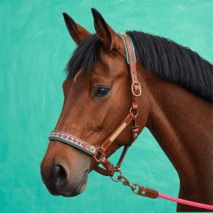 Paddy Lee Paardenhalster - Full